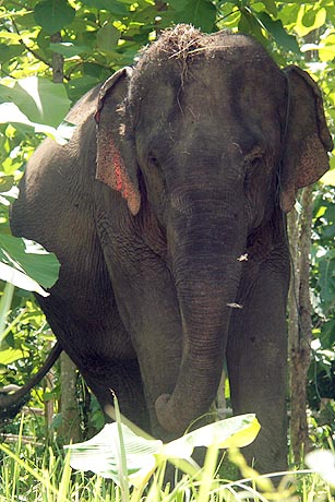 Laos Elephant