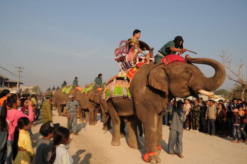 Laos Elephant Festival